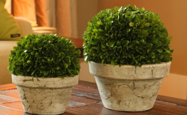 Indoor boxwood: how to care, photo