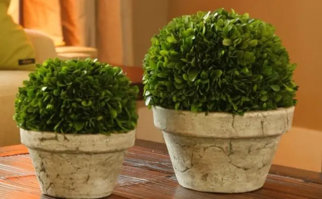 Indoor boxwood: how to care, photo