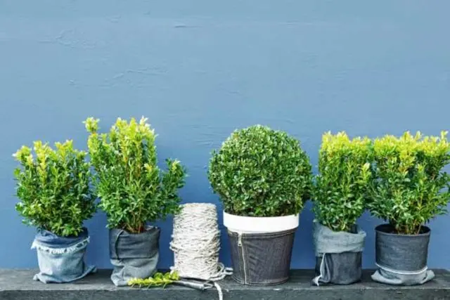 Indoor boxwood: how to care, photo