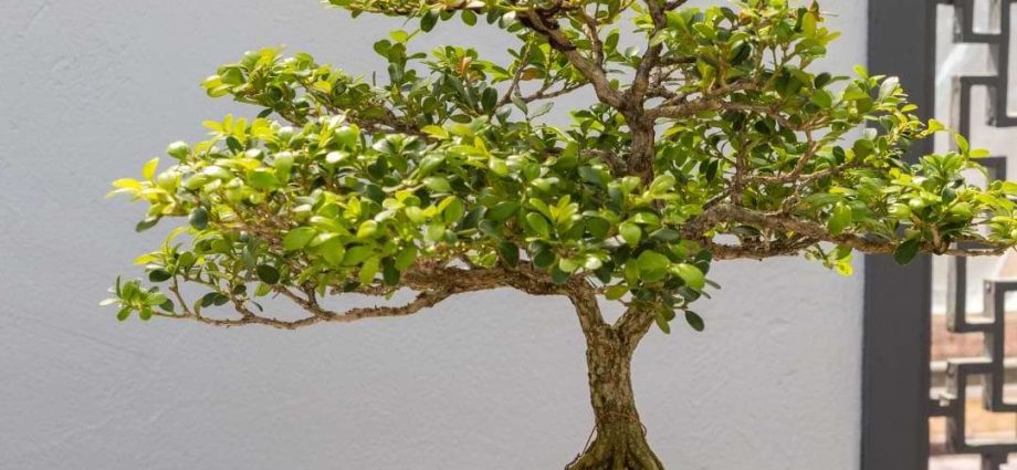 Indoor boxwood: how to care, photo