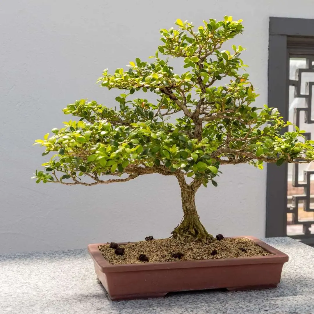 Indoor boxwood: how to care, photo