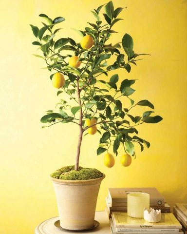 Indoor lemon (lemon tree): home care