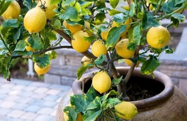 Indoor lemon (lemon tree): home care