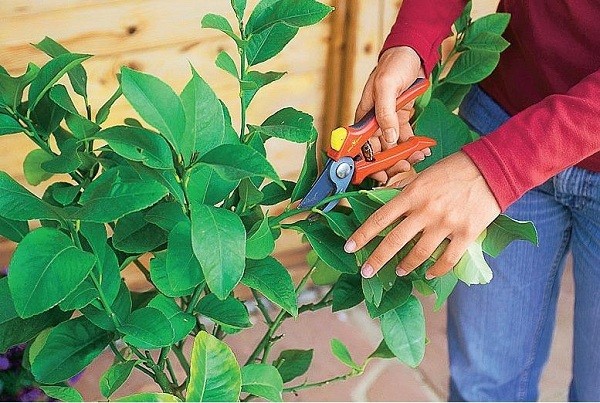 Indoor lemon (lemon tree): home care