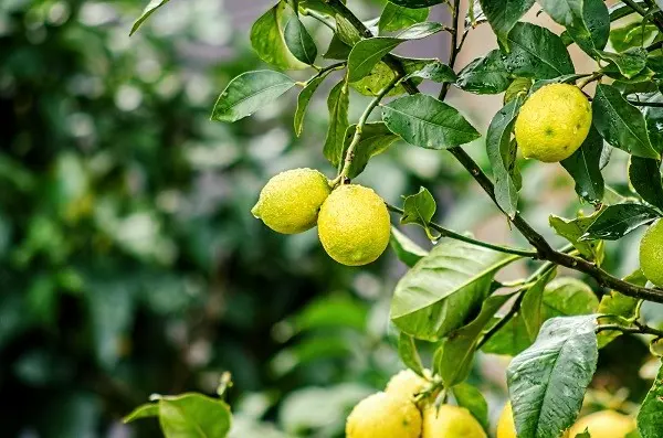 Indoor lemon (lemon tree): home care