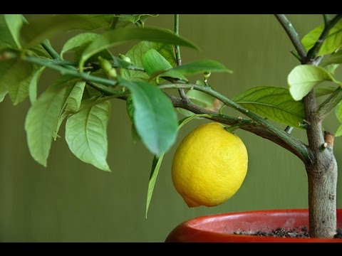 Indoor lemon (lemon tree): home care