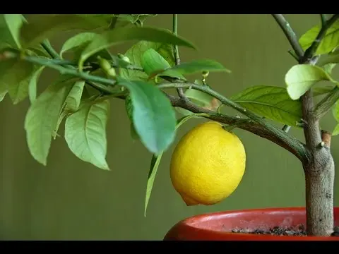 Indoor lemon (lemon tree): home care