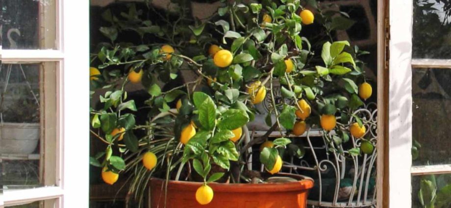 Indoor lemon (lemon tree): home care