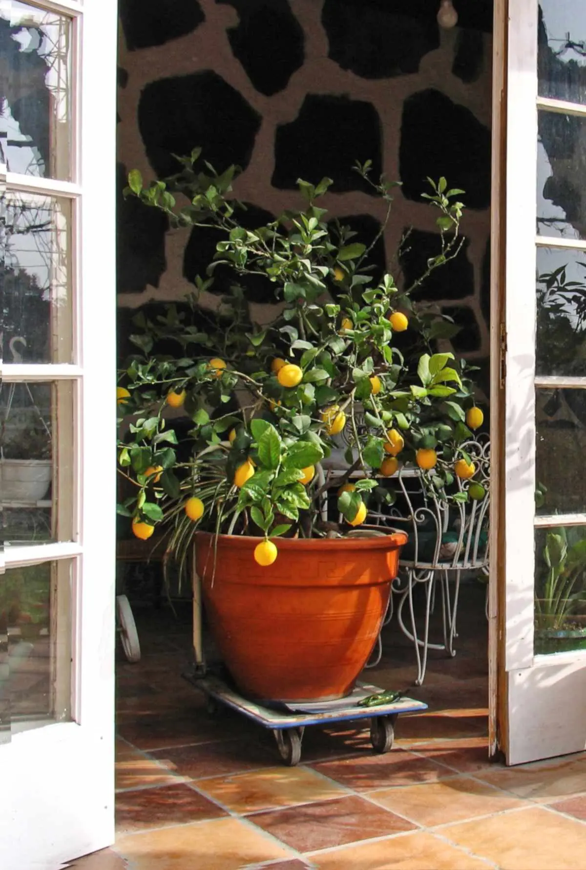 Indoor lemon (lemon tree): home care