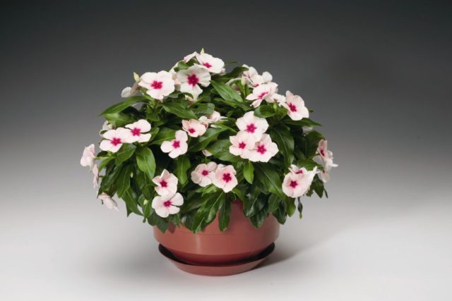 Indoor periwinkle: care and cultivation in pots, photo