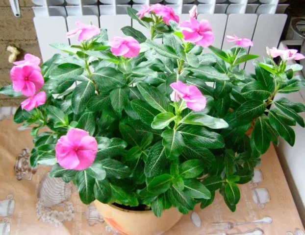 Indoor periwinkle: care and cultivation in pots, photo