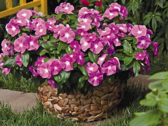 Indoor periwinkle: care and cultivation in pots, photo