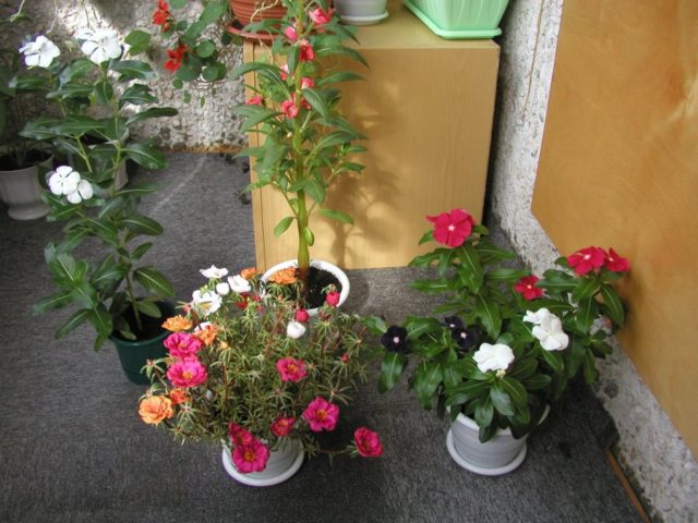 Indoor periwinkle: care and cultivation in pots, photo