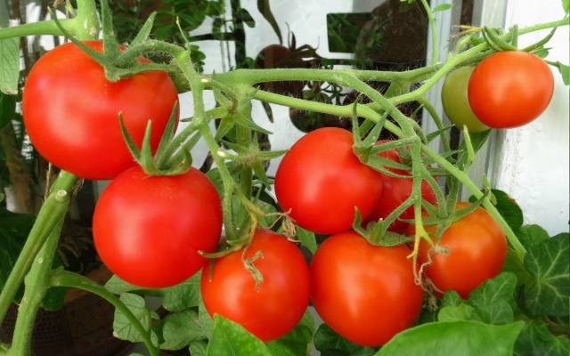 Indoor tomatoes &#8211; growing in the winter on the window