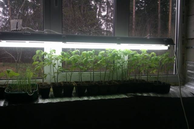 Indoor tomatoes &#8211; growing in the winter on the window