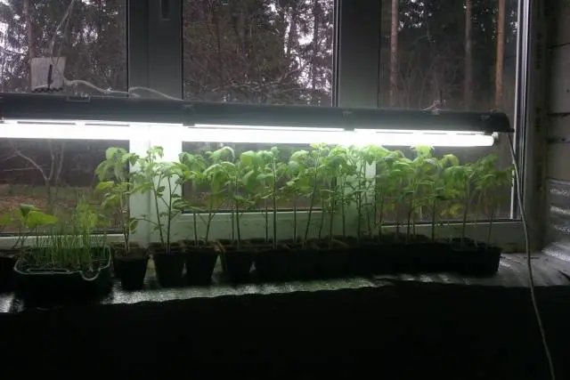 Indoor tomatoes &#8211; growing in the winter on the window