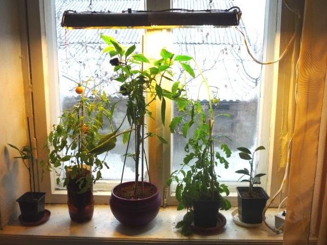 Indoor tomatoes &#8211; growing in the winter on the window