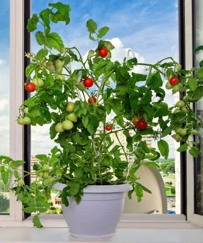 Indoor tomatoes &#8211; growing in the winter on the window