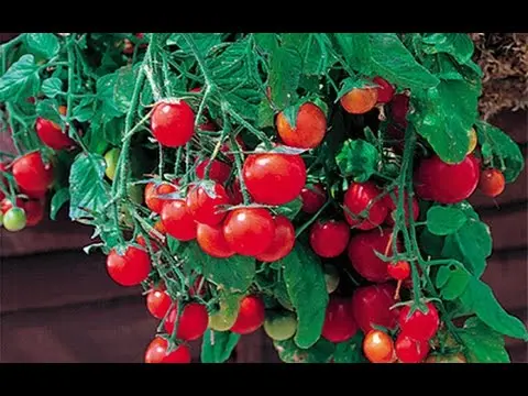 Indoor tomatoes - growing in the winter on the window