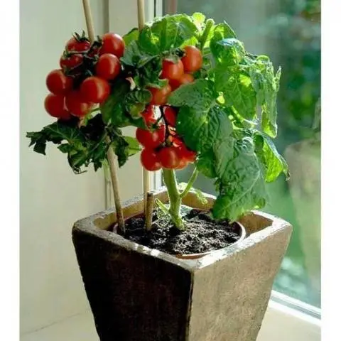 Indoor tomatoes &#8211; growing in the winter on the window