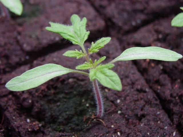 Indoor tomatoes &#8211; growing in the winter on the window