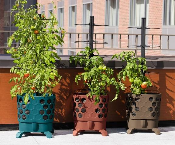 Indoor tomatoes &#8211; growing in the winter on the window