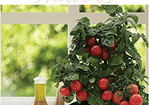 Indoor tomatoes &#8211; growing in the winter on the window