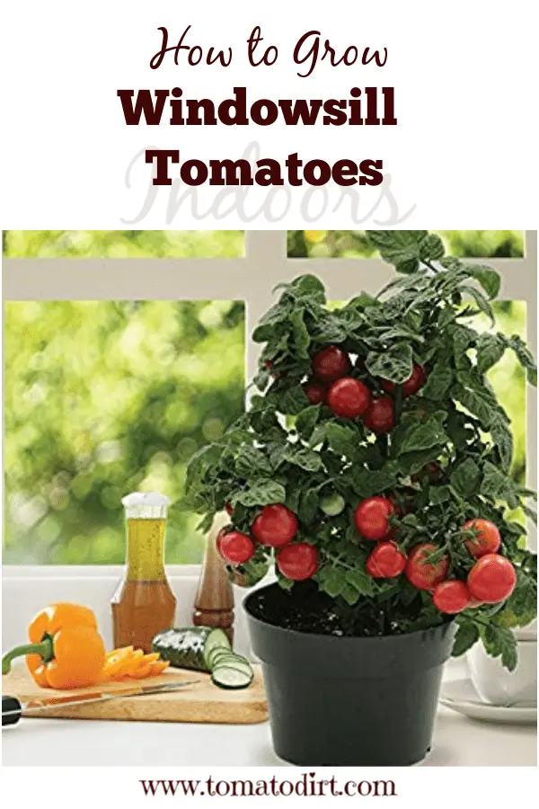 Indoor tomatoes &#8211; growing in the winter on the window