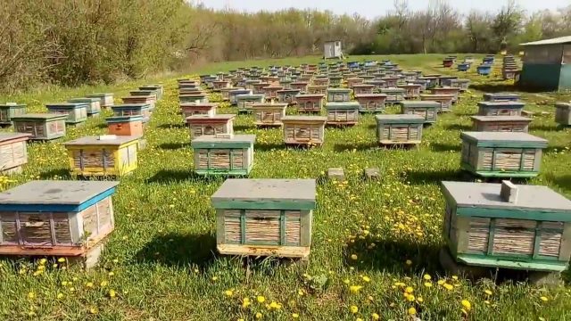 Industrial beekeeping