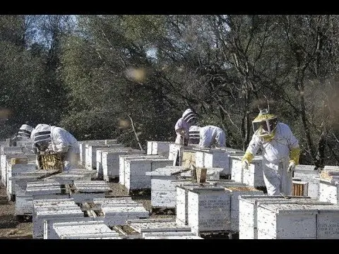 Industrial beekeeping