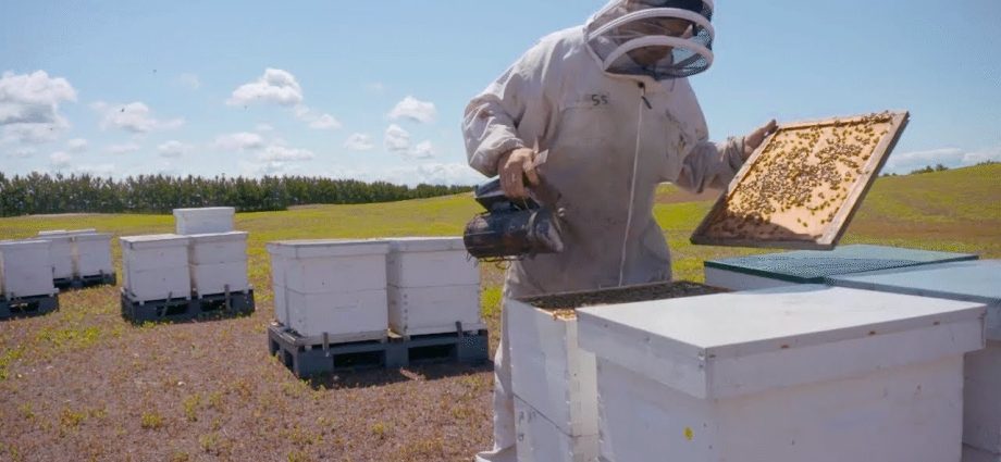 Industrial beekeeping