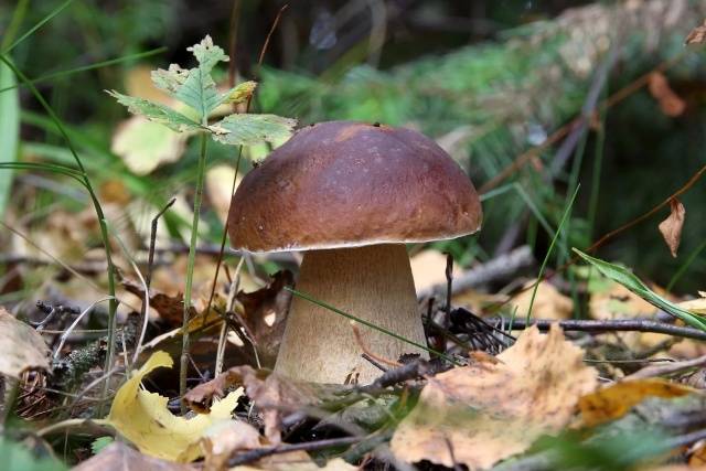 Industrial cultivation of white mushrooms