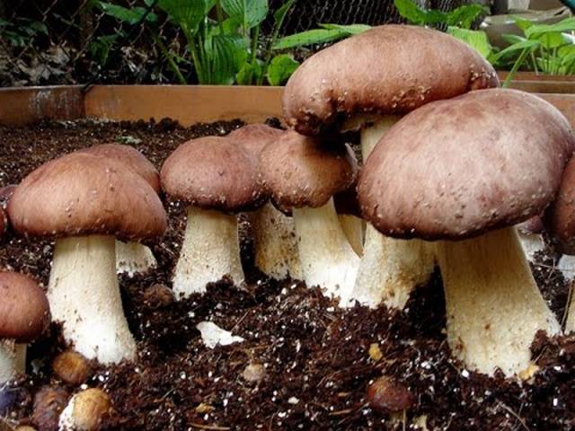 Industrial cultivation of white mushrooms