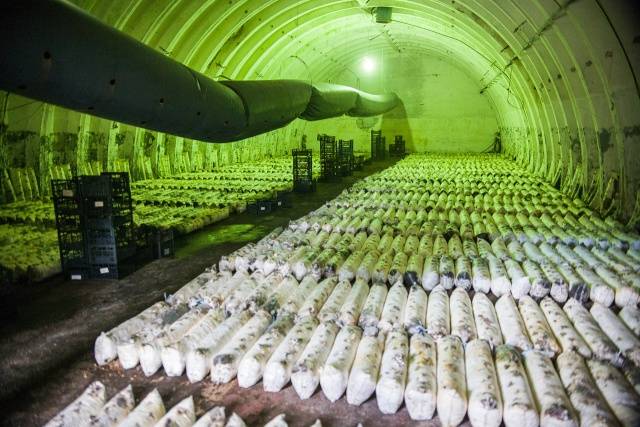 Industrial cultivation of white mushrooms