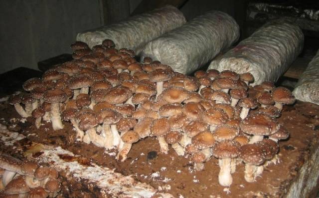 Industrial cultivation of white mushrooms