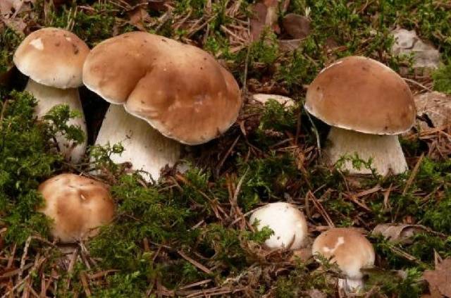 Industrial cultivation of white mushrooms