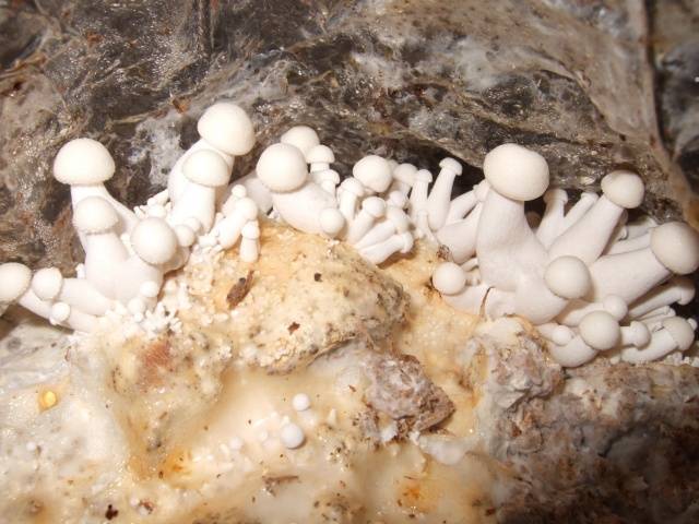 Industrial cultivation of white mushrooms