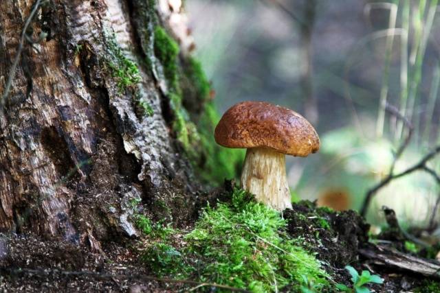 Industrial cultivation of white mushrooms