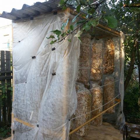 Industrial cultivation of white mushrooms