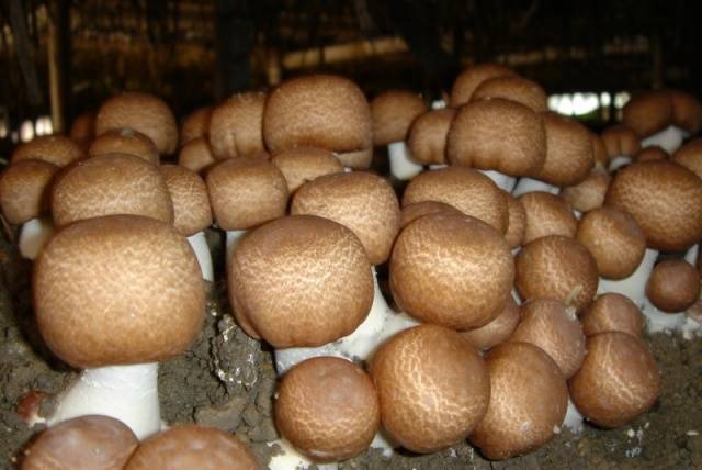 Industrial cultivation of white mushrooms