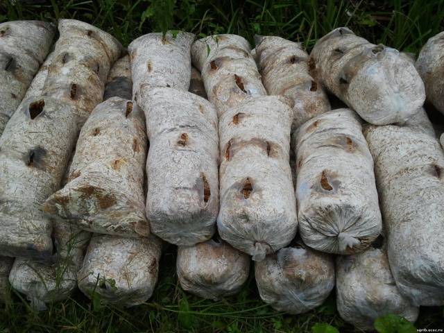 Industrial cultivation of white mushrooms