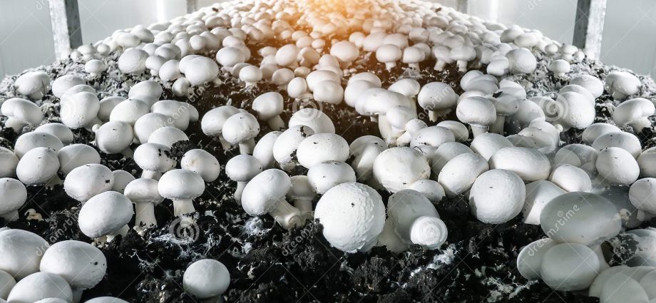 Industrial cultivation of white mushrooms