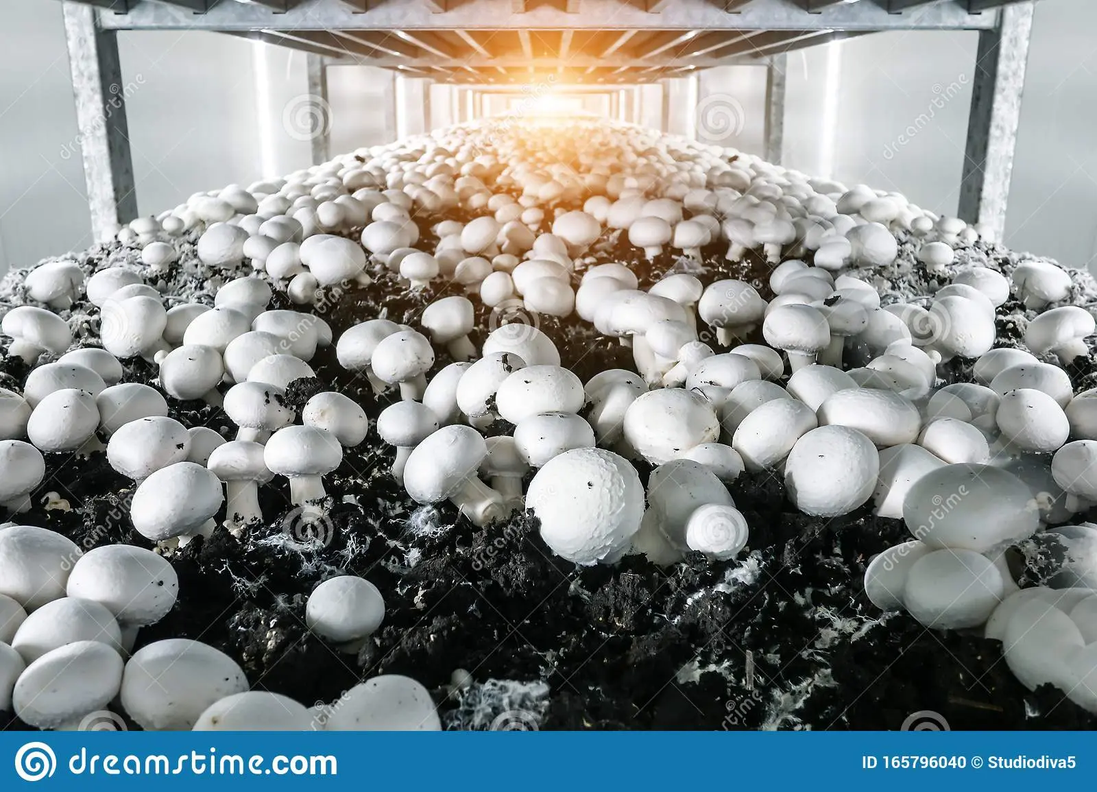 Industrial cultivation of white mushrooms