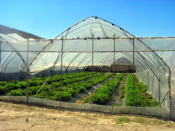 Industrial greenhouses: what are and which one to choose