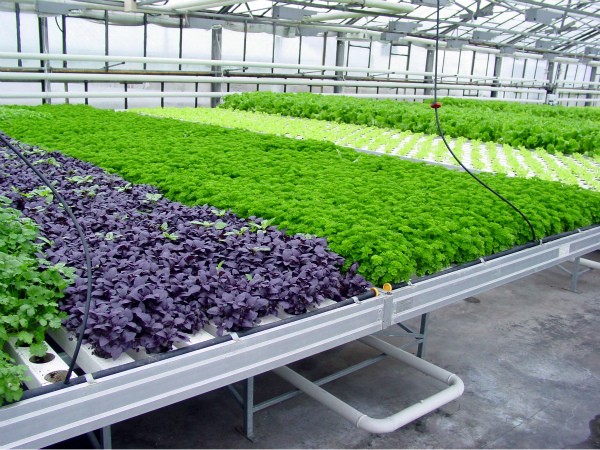 Industrial greenhouses: what are and which one to choose