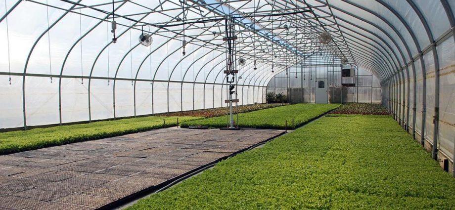 Industrial greenhouses: what are and which one to choose