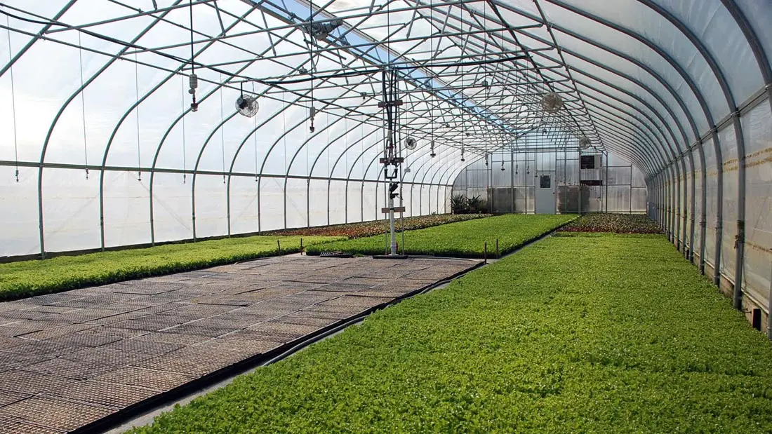 Industrial greenhouses: what are and which one to choose