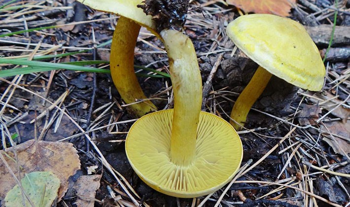 Inedible mushroom ryadovka sulfur-yellow