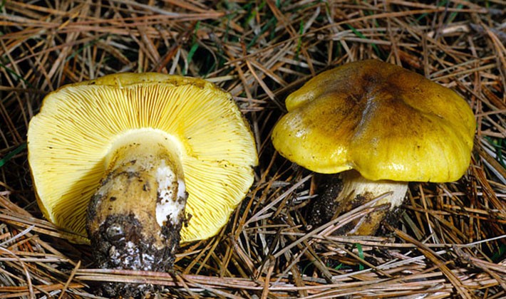 Inedible mushroom ryadovka sulfur-yellow