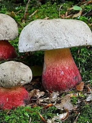 Inedible mushrooms (beautiful and rooted)